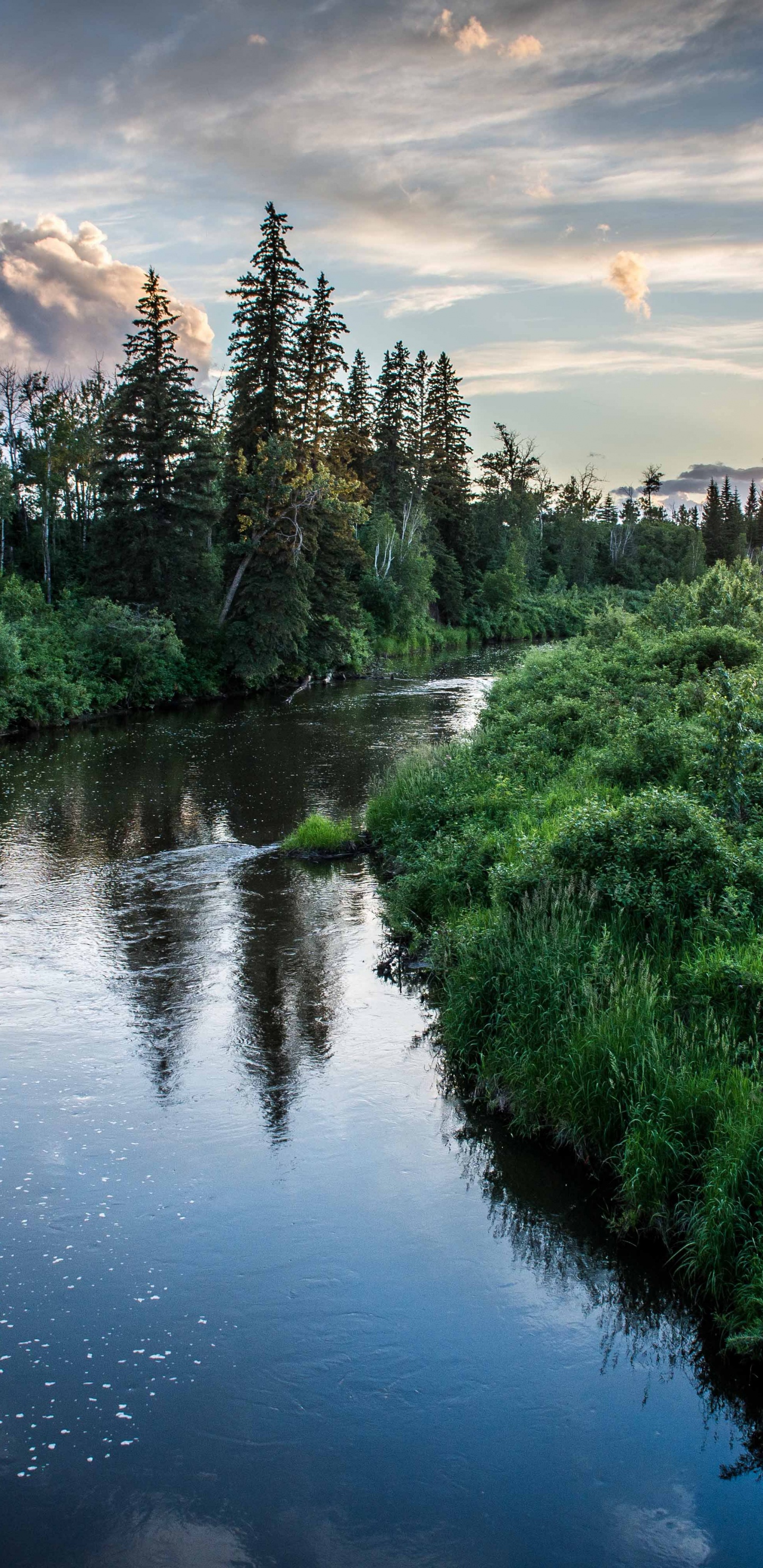 Green Trees Beside River Under Cloudy Sky During Daytime. Wallpaper in 1440x2960 Resolution