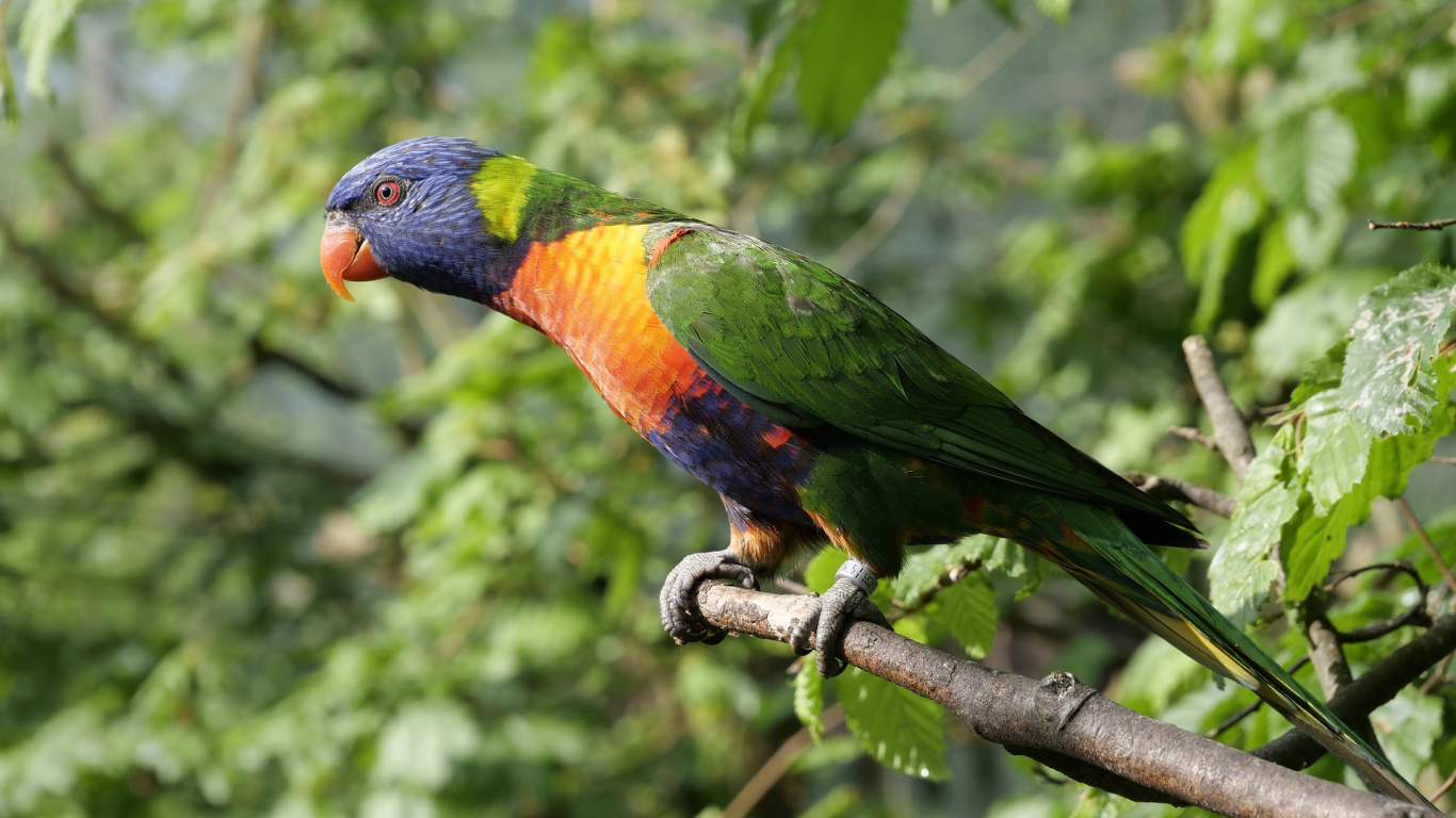 Pájaro Verde Amarillo y Rojo en la Rama de un Árbol Marrón Durante el Día. Wallpaper in 1366x768 Resolution