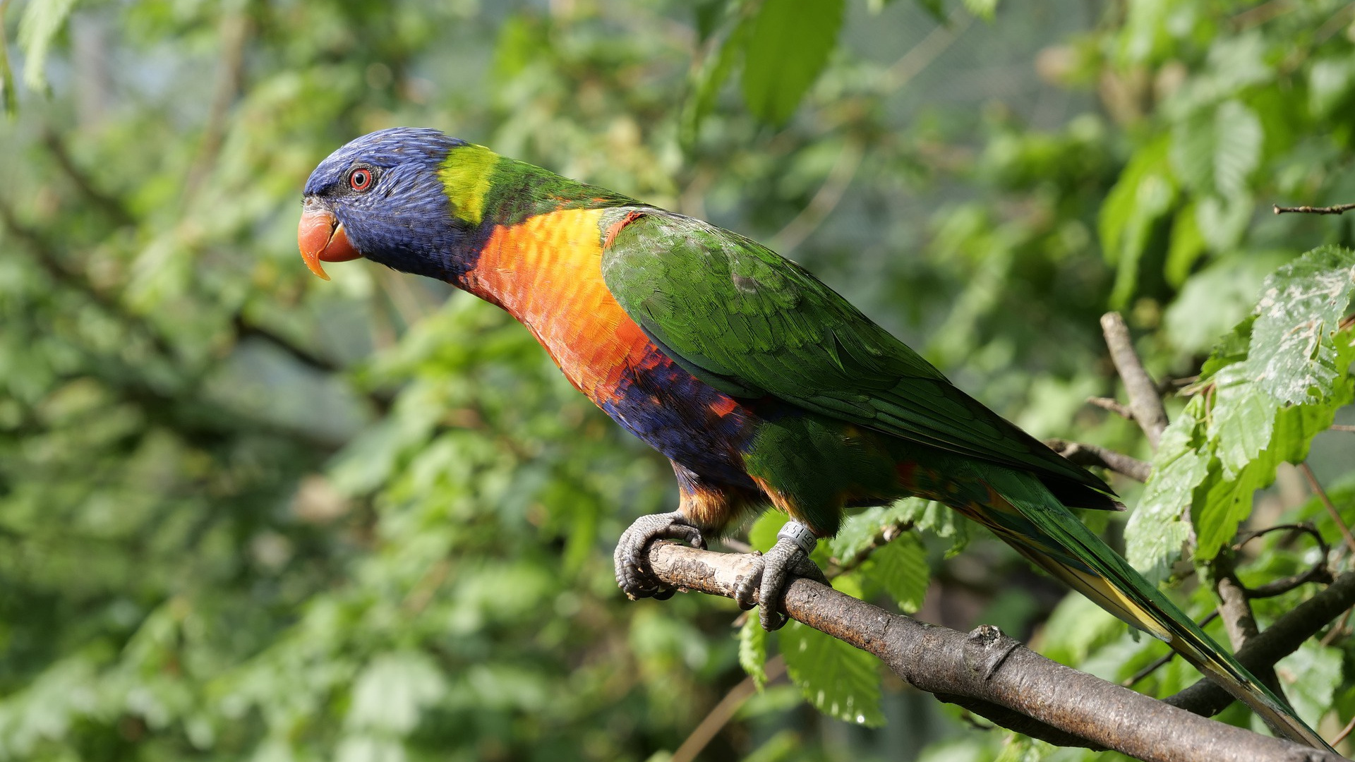 Green Yellow and Red Bird on Brown Tree Branch During Daytime. Wallpaper in 1920x1080 Resolution