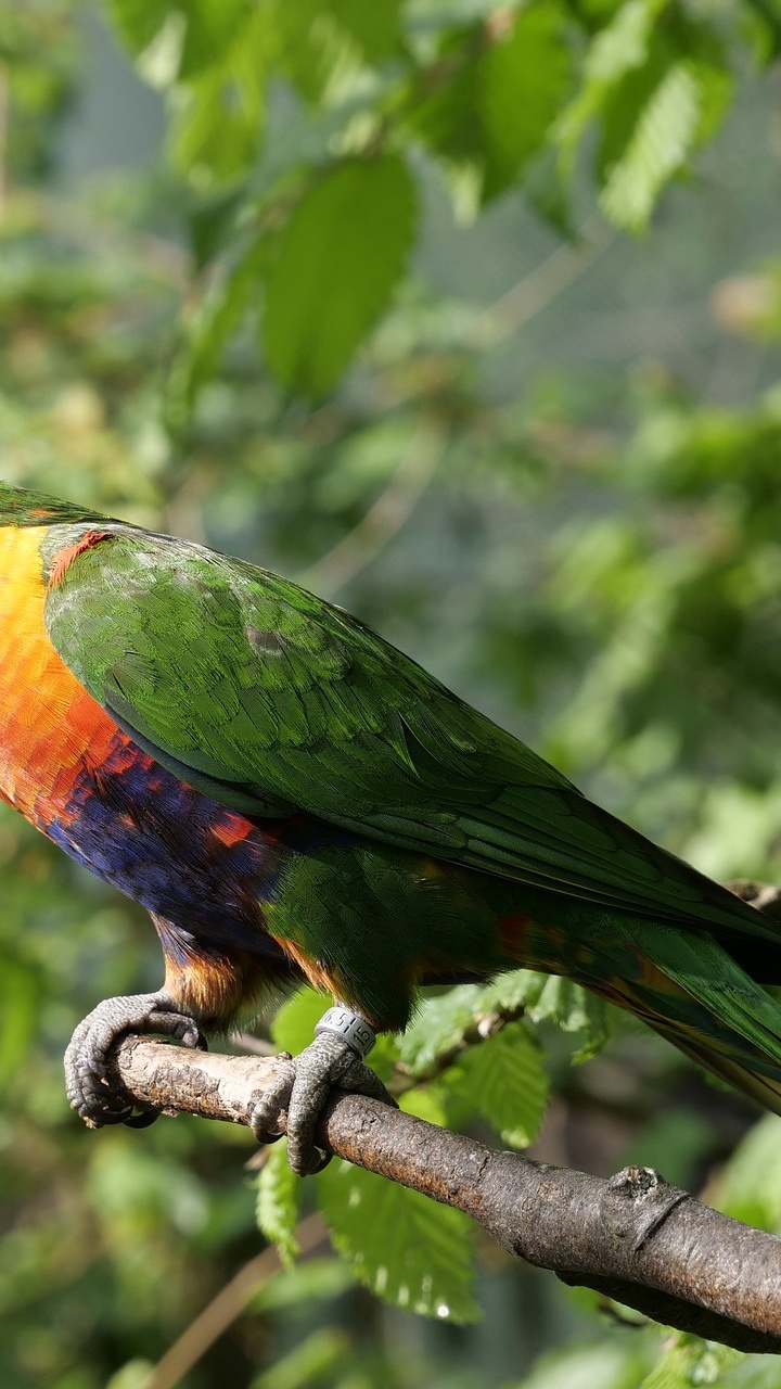 Green Yellow and Red Bird on Brown Tree Branch During Daytime. Wallpaper in 720x1280 Resolution