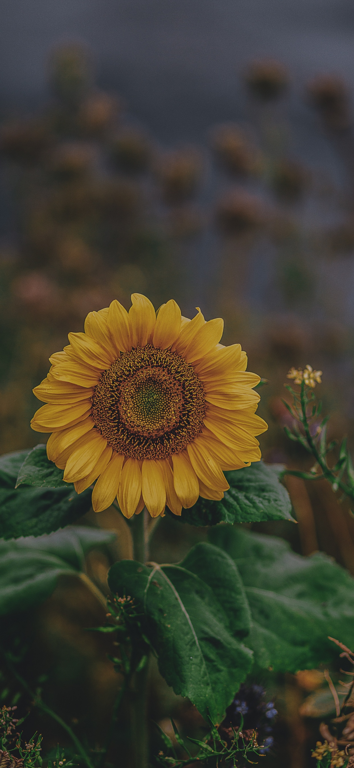 Gelbe Sonnenblume in Tilt-Shift-Linse. Wallpaper in 1242x2688 Resolution