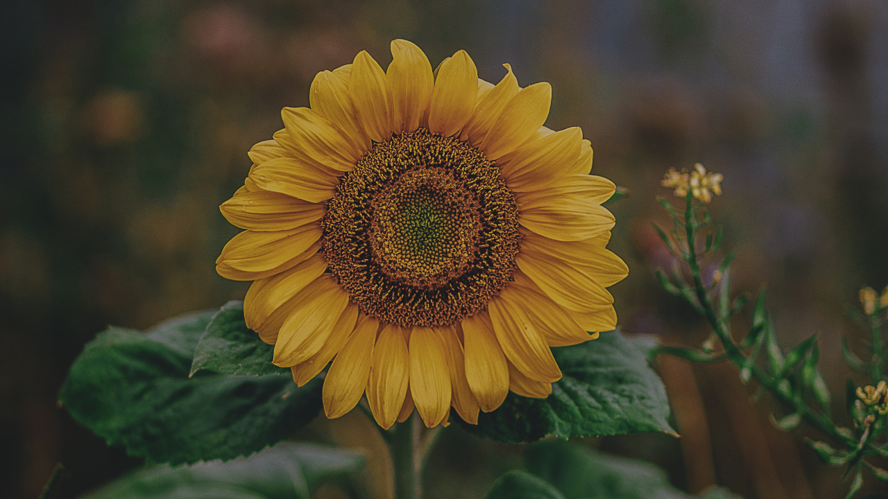 Gelbe Sonnenblume in Tilt-Shift-Linse. Wallpaper in 1280x720 Resolution