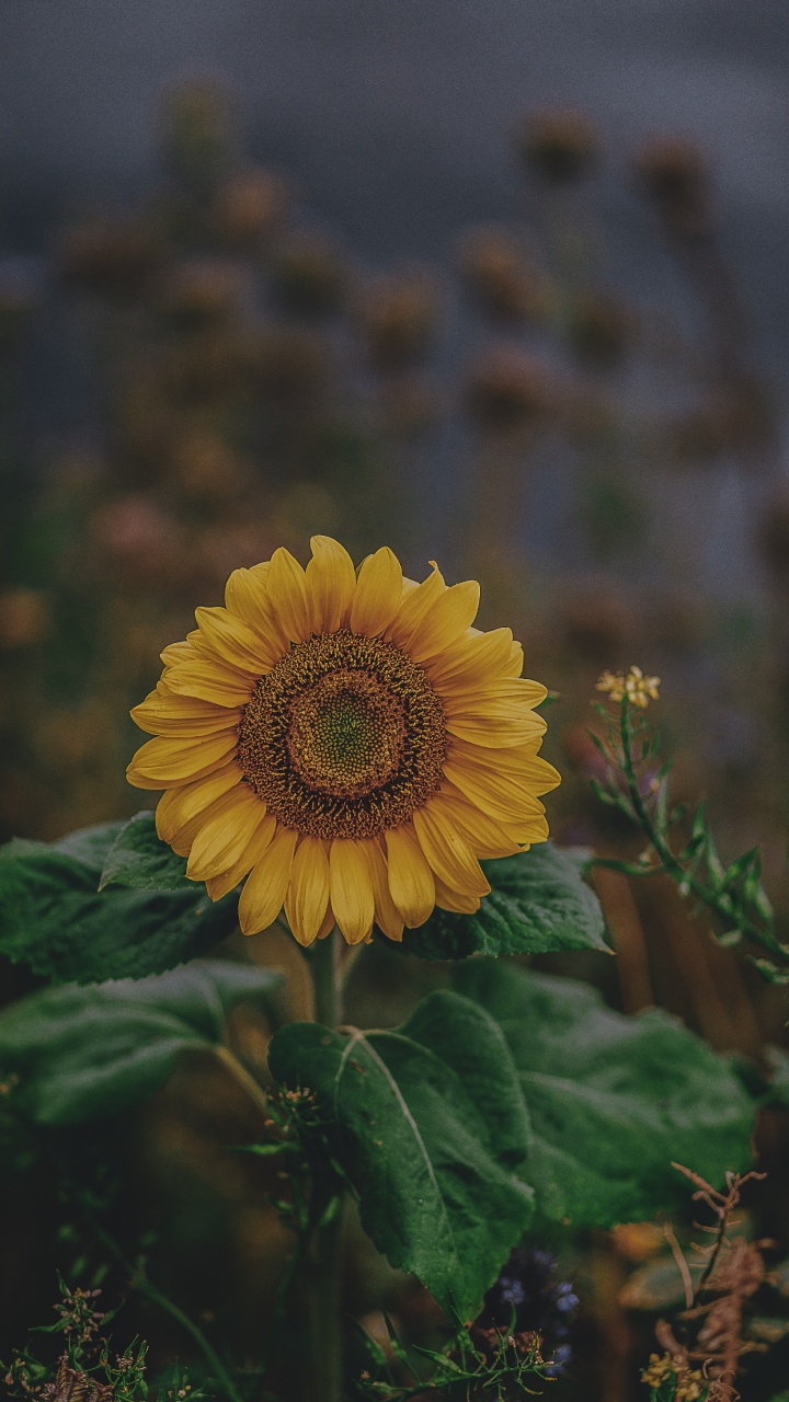 Gelbe Sonnenblume in Tilt-Shift-Linse. Wallpaper in 720x1280 Resolution