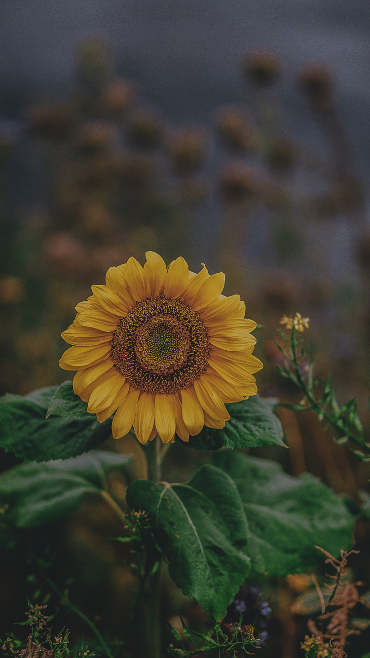 Tournesol Jaune Dans L'objectif à Basculement. Wallpaper in 750x1334 Resolution