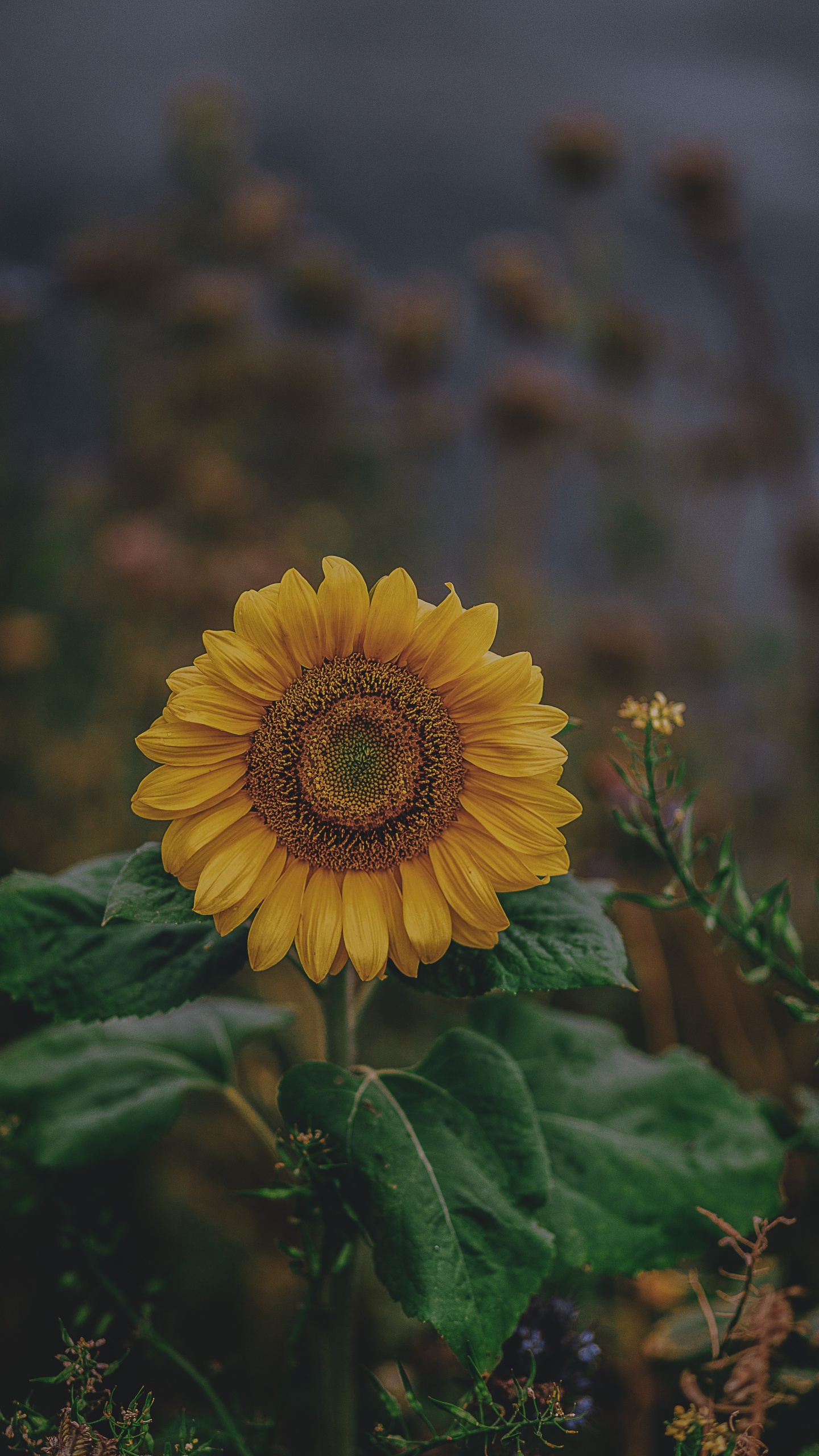 Yellow Sunflower in Tilt Shift Lens. Wallpaper in 1440x2560 Resolution