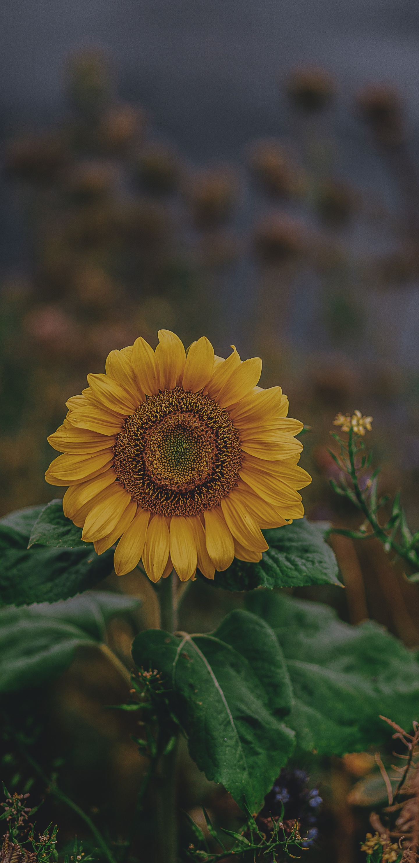 Yellow Sunflower in Tilt Shift Lens. Wallpaper in 1440x2960 Resolution