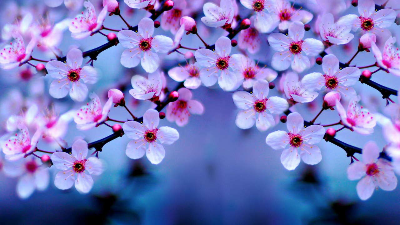 樱花, 开花, 粉红色, 弹簧, 紫色的 壁纸 1280x720 允许