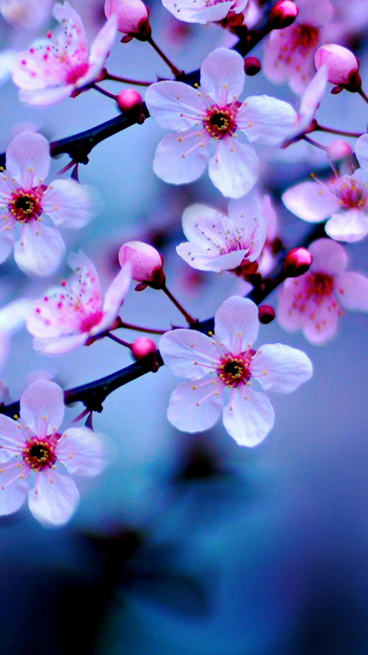 White and Pink Cherry Blossom in Close up Photography. Wallpaper in 750x1334 Resolution