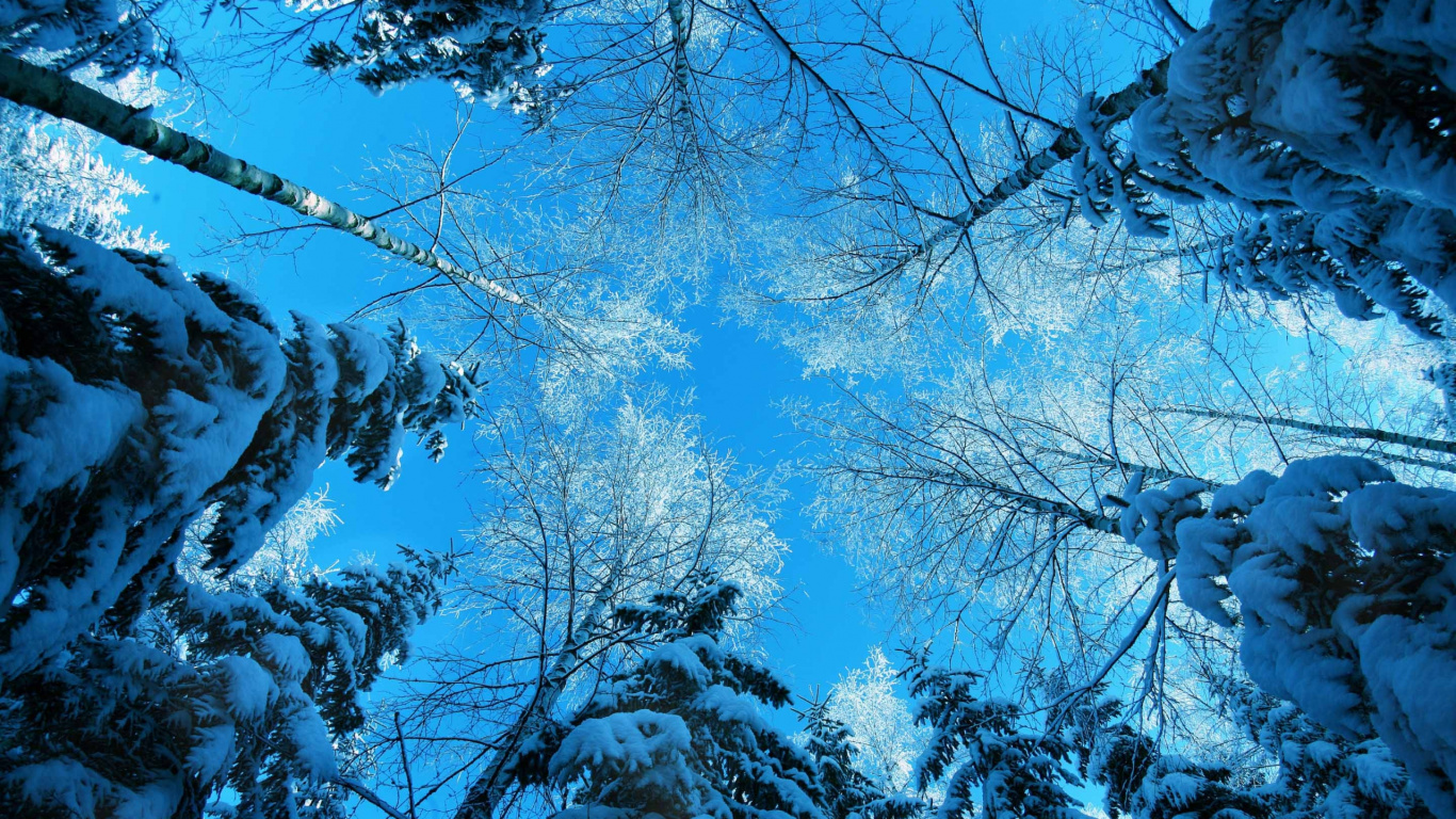 Person in White Shirt Standing on Snow Covered Ground Under Blue Sky During Daytime. Wallpaper in 1366x768 Resolution