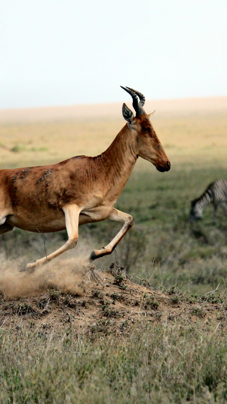 Animals on The Savannah, Antelope, Impala, Moose, Wildlife. Wallpaper in 750x1334 Resolution