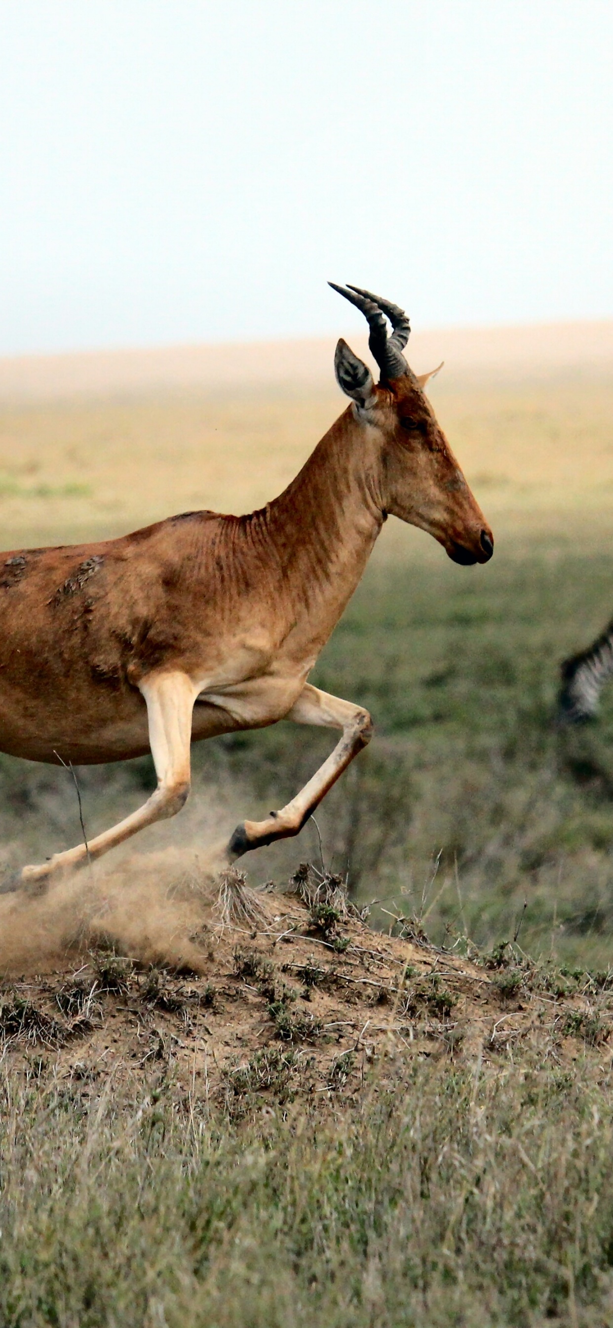 Tiere in Der Savanne, Antilope, Impala, Elch, Tierwelt. Wallpaper in 1242x2688 Resolution