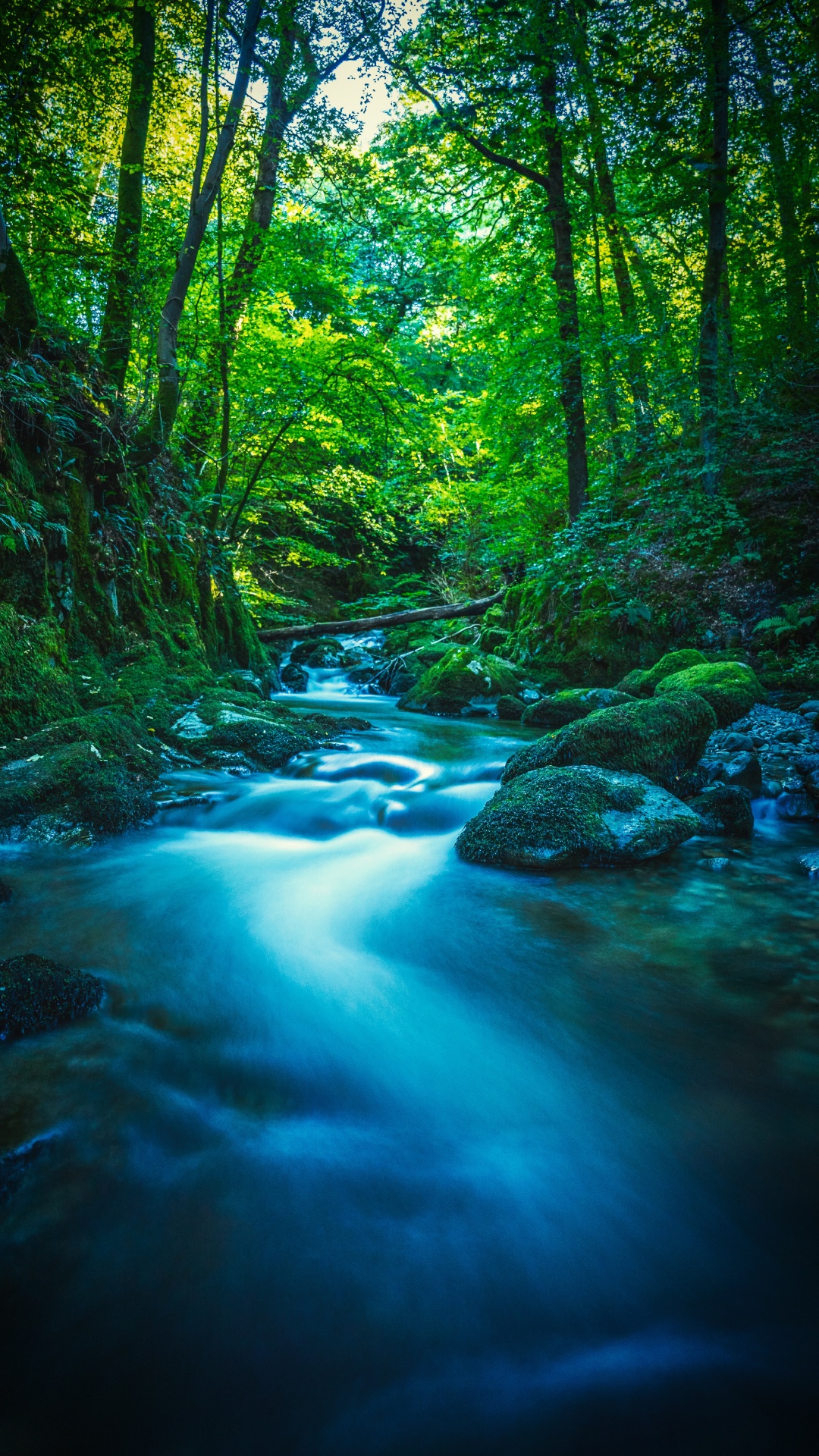 Natur, Baum, Branch, Wasser, Wasserressourcen. Wallpaper in 1080x1920 Resolution