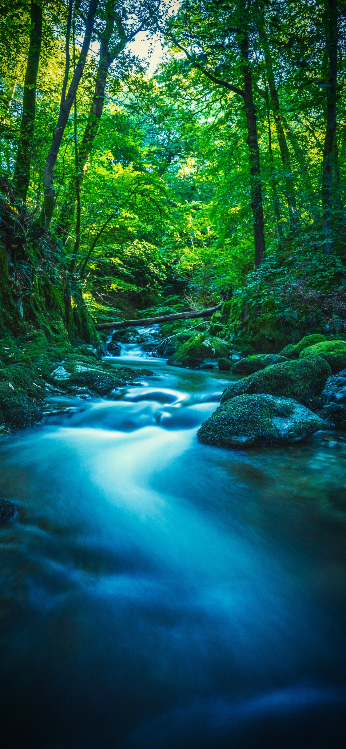 Natur, Baum, Branch, Wasser, Wasserressourcen. Wallpaper in 1125x2436 Resolution