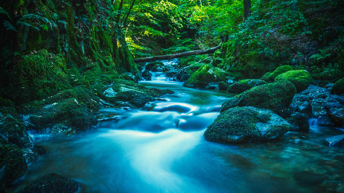 Natur, Baum, Branch, Wasser, Wasserressourcen. Wallpaper in 1366x768 Resolution