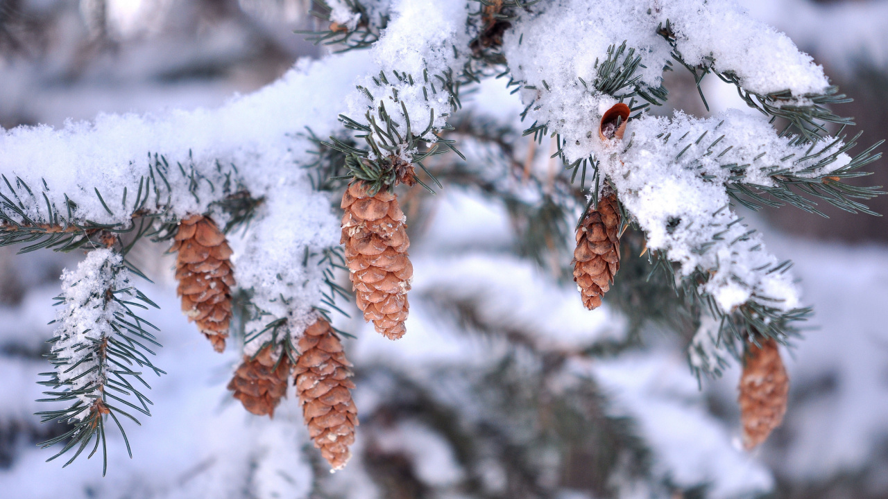 Feuilles Brunes Couvertes de Neige. Wallpaper in 1280x720 Resolution