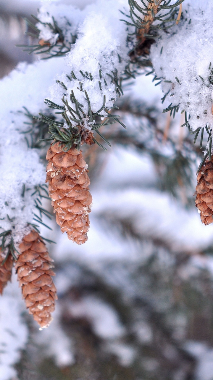 Brown Leaves Covered With Snow. Wallpaper in 720x1280 Resolution