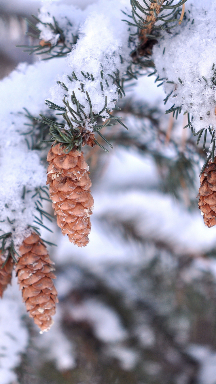 Brown Leaves Covered With Snow. Wallpaper in 750x1334 Resolution