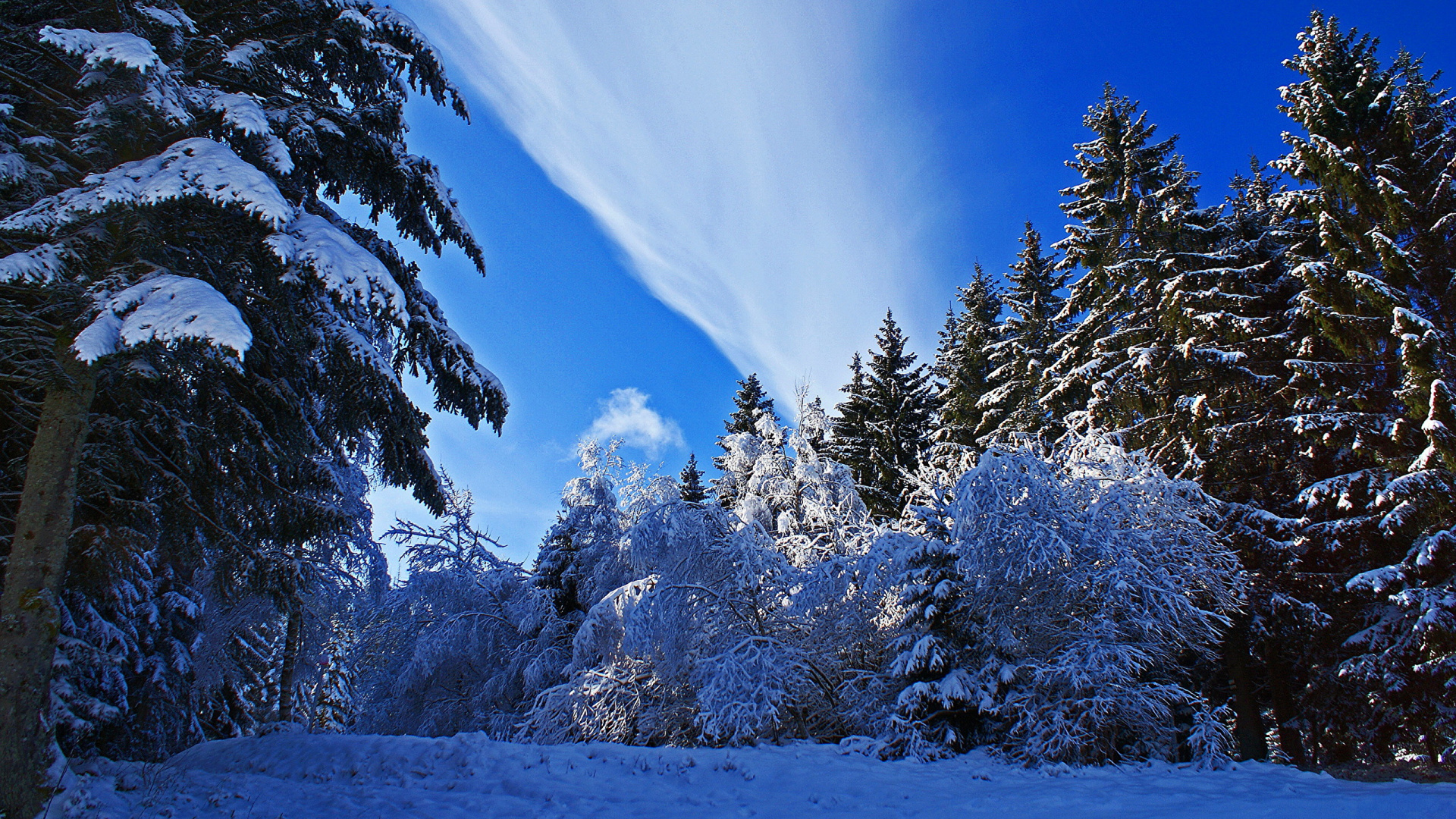 Snow Covered Trees Under Blue Sky During Daytime. Wallpaper in 1920x1080 Resolution