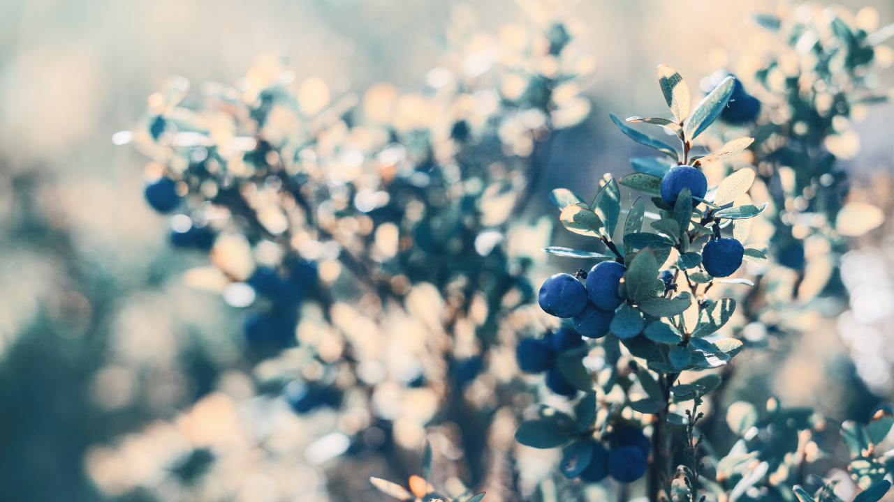 Blue Flower Buds in Tilt Shift Lens. Wallpaper in 1280x720 Resolution