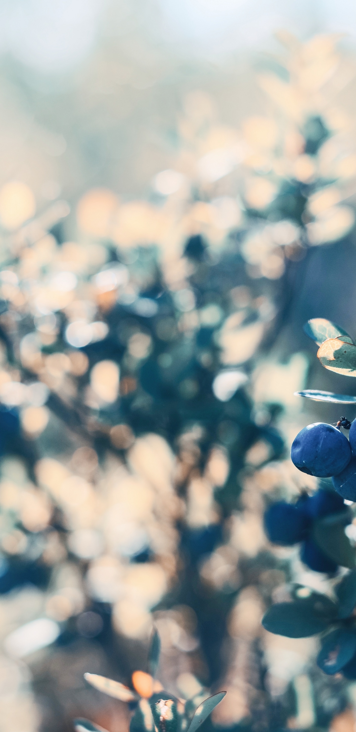 Boutons Floraux Bleus Dans L'objectif à Basculement. Wallpaper in 1440x2960 Resolution