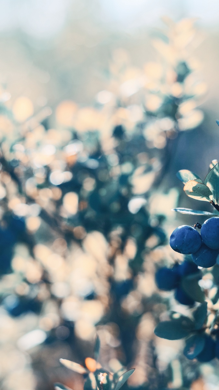 Boutons Floraux Bleus Dans L'objectif à Basculement. Wallpaper in 720x1280 Resolution