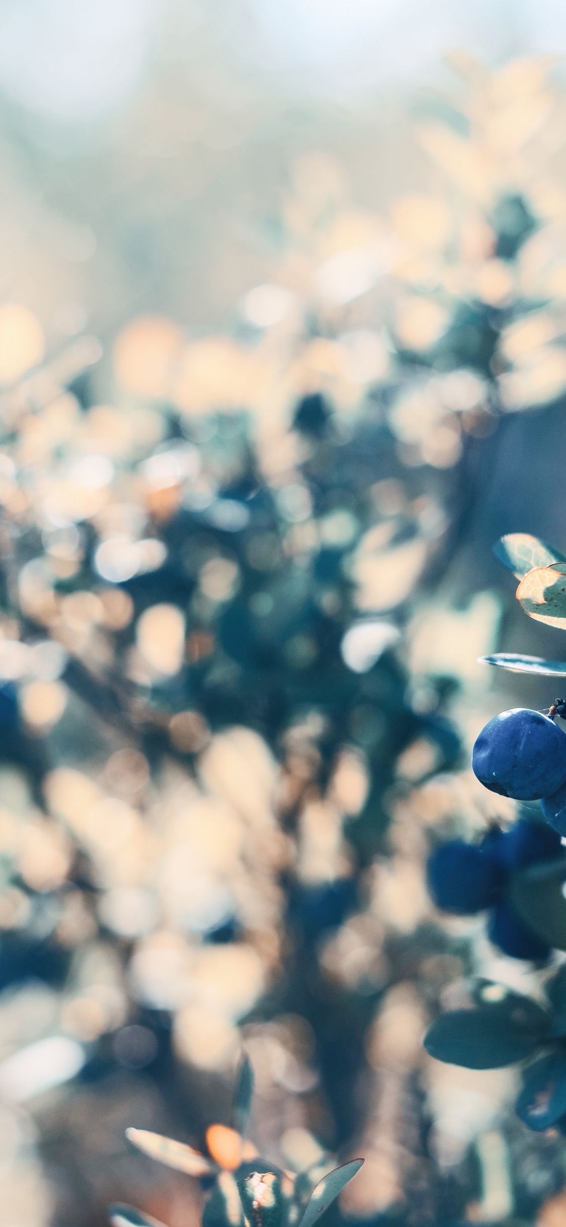 Capullos de Flores Azules en Lente de Cambio de Inclinación. Wallpaper in 1125x2436 Resolution