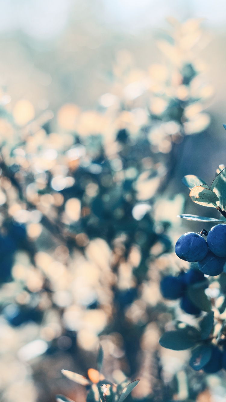 野花, 关闭了, 阳光, 天空, 弹簧 壁纸 750x1334 允许