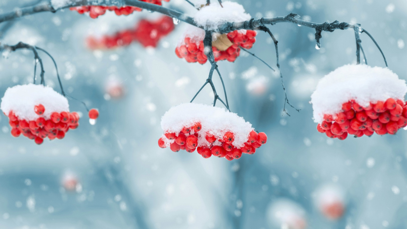 Red Round Fruits Covered With Snow. Wallpaper in 1366x768 Resolution