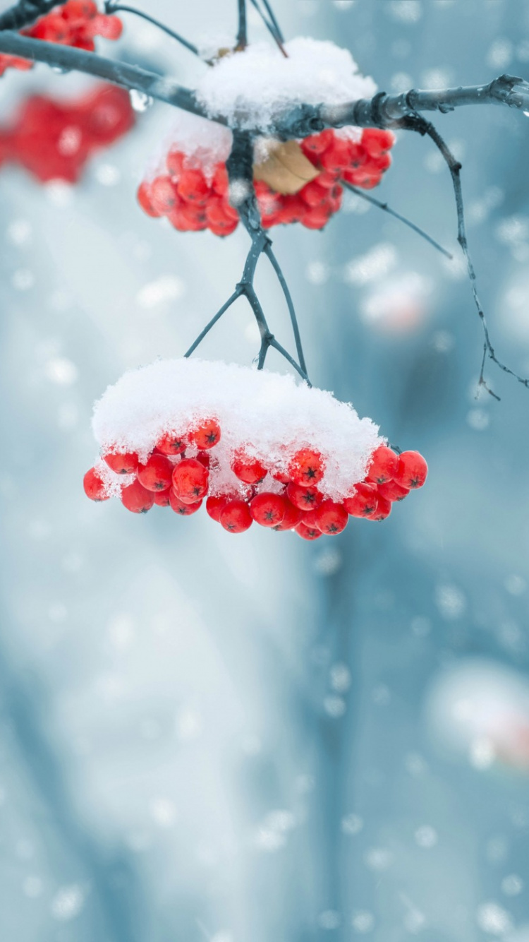 Red Round Fruits Covered With Snow. Wallpaper in 750x1334 Resolution