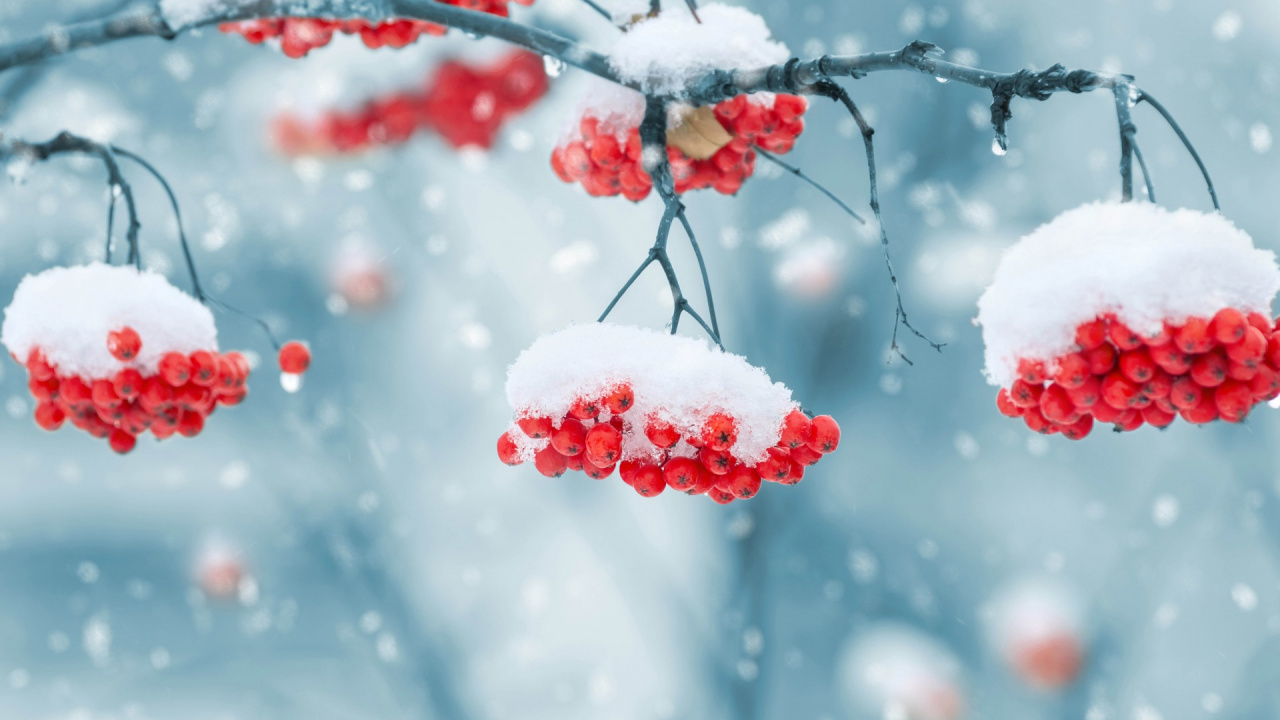 Rote Runde Früchte Mit Schnee Bedeckt. Wallpaper in 1280x720 Resolution