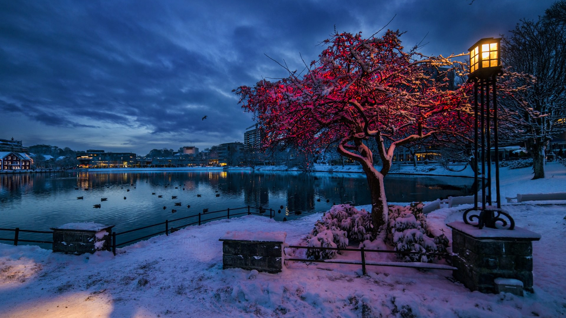 Red Leaf Tree Near Body of Water During Night Time. Wallpaper in 1920x1080 Resolution