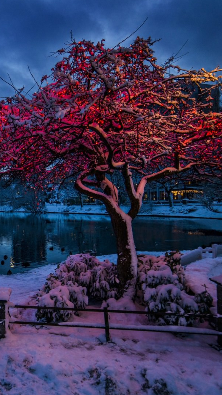 Red Leaf Tree Near Body of Water During Night Time. Wallpaper in 750x1334 Resolution