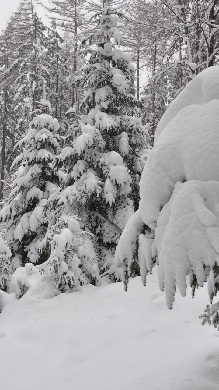 Snow Covered Trees During Daytime. Wallpaper in 720x1280 Resolution