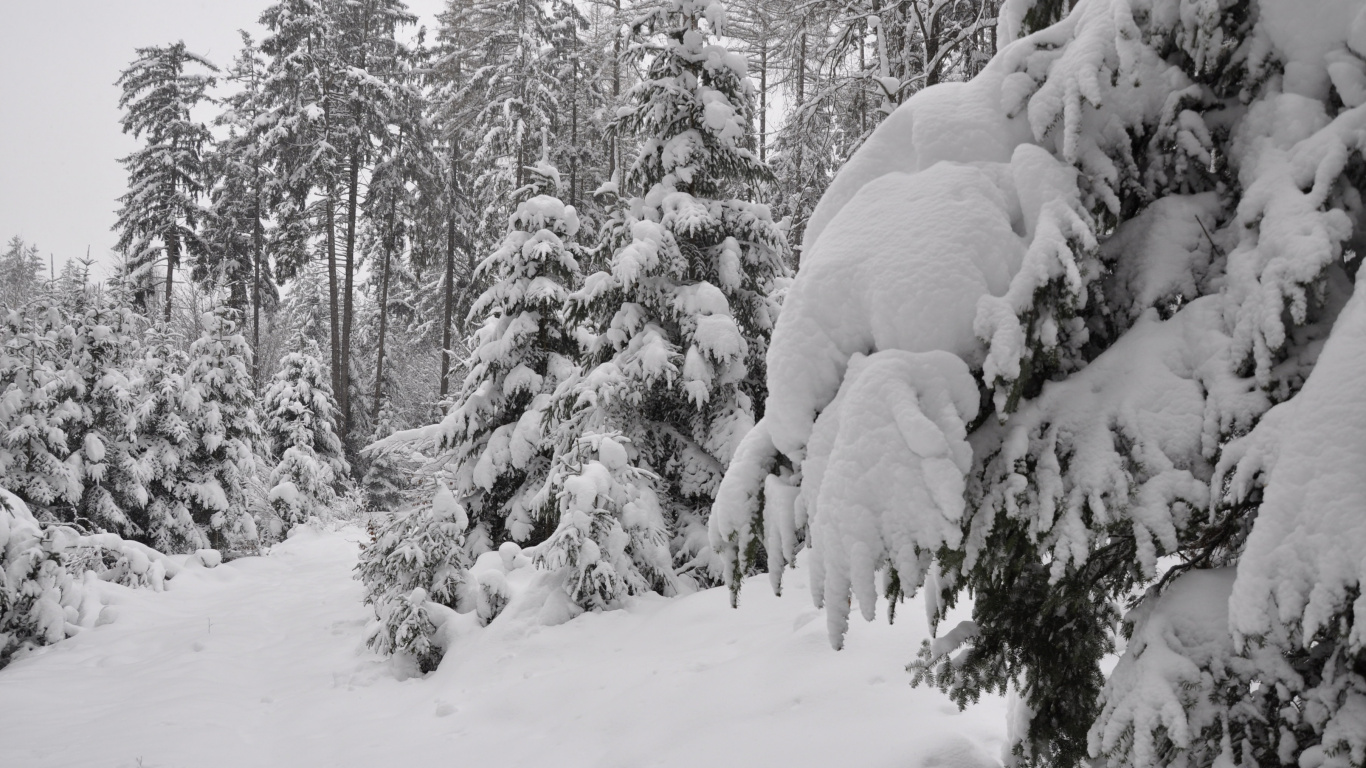 Schneebedeckte Bäume Tagsüber. Wallpaper in 1366x768 Resolution