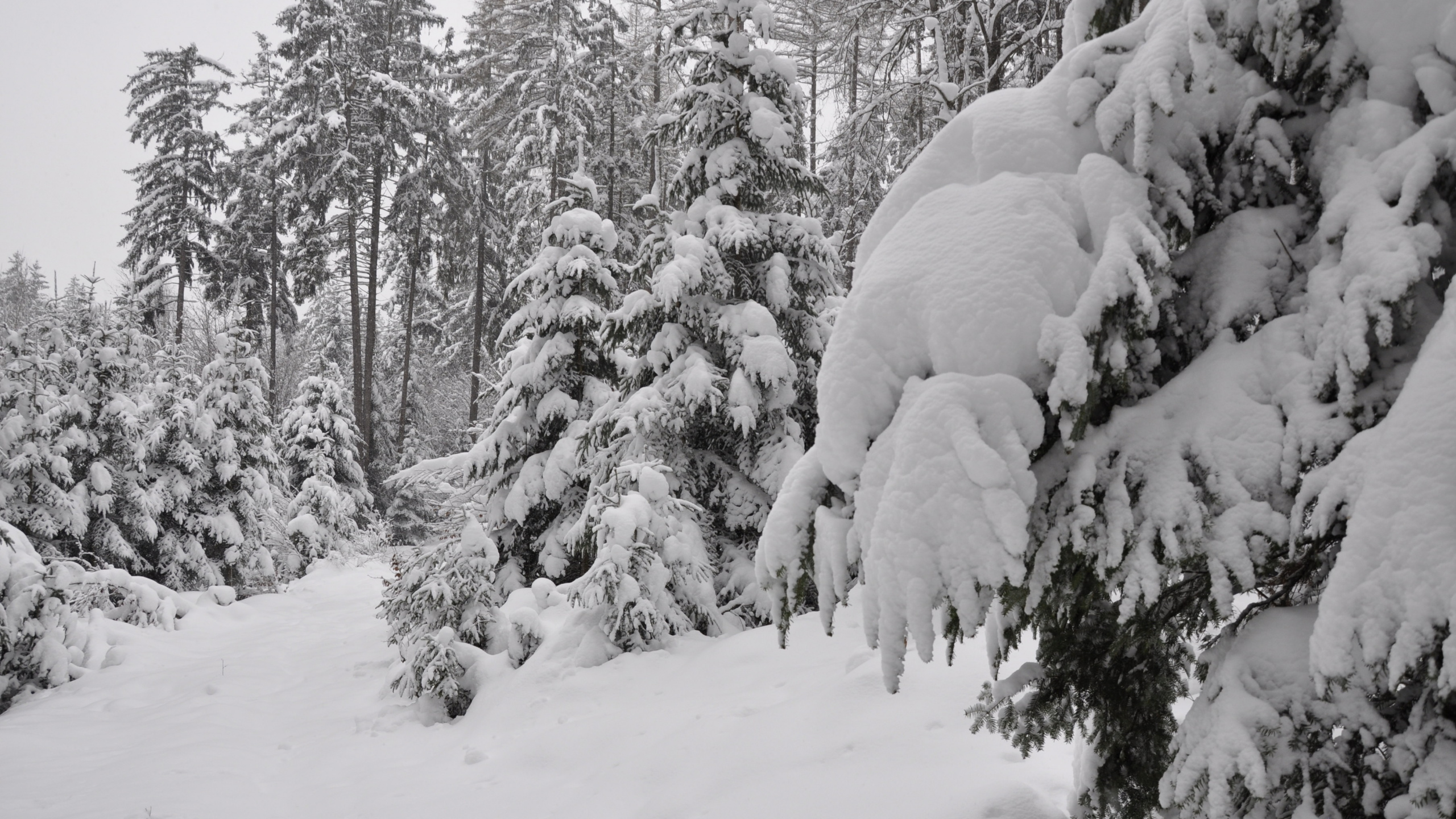 Schneebedeckte Bäume Tagsüber. Wallpaper in 2560x1440 Resolution
