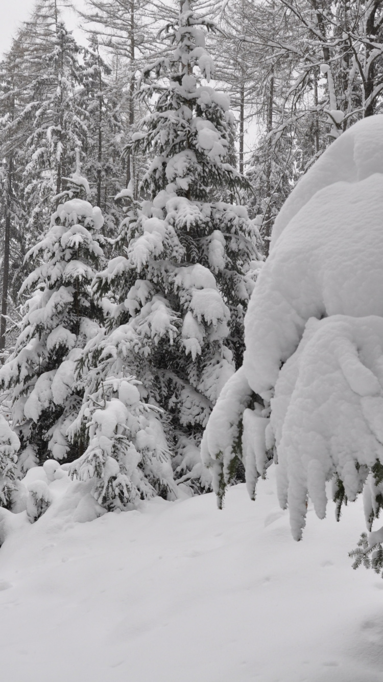 Schneebedeckte Bäume Tagsüber. Wallpaper in 750x1334 Resolution