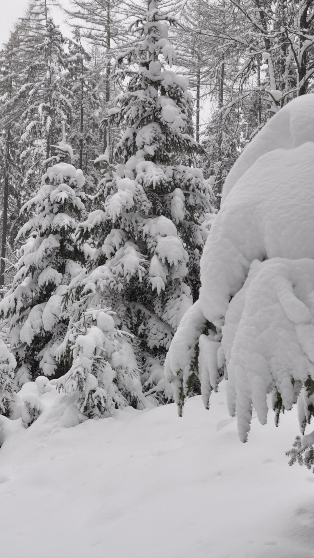 Árboles Cubiertos de Nieve Durante el Día. Wallpaper in 1080x1920 Resolution