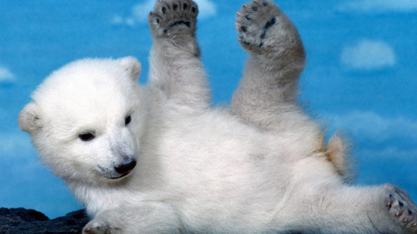 Oso Polar en el Agua Durante el Día. Wallpaper in 1366x768 Resolution