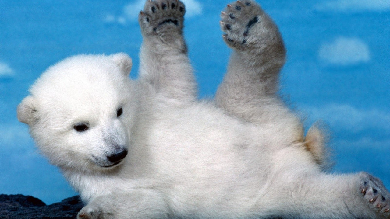 Eisbär Tagsüber Auf Dem Wasser. Wallpaper in 1280x720 Resolution