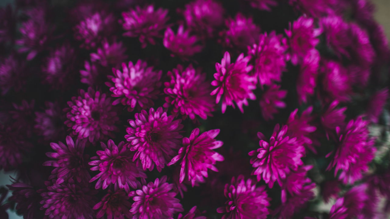 Flores Rosadas en Lente Macro. Wallpaper in 1280x720 Resolution