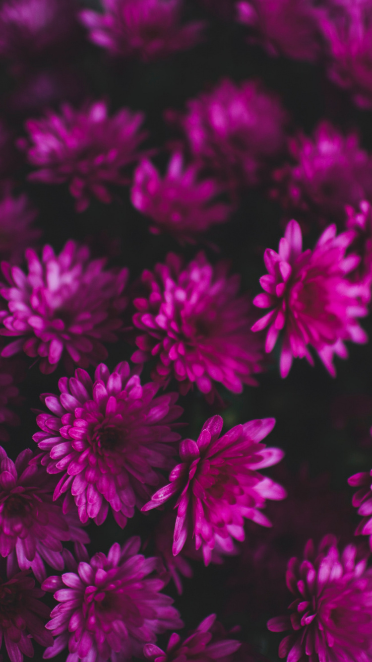 Download 750x1334 Wallpaper Flores Rosadas en Lente Macro Flores Rosadas en Lente Macro. Wallpaper in 750x1334 Resolution