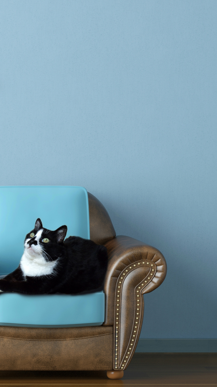 Gato Blanco y Negro en Silla de Madera Marrón. Wallpaper in 750x1334 Resolution