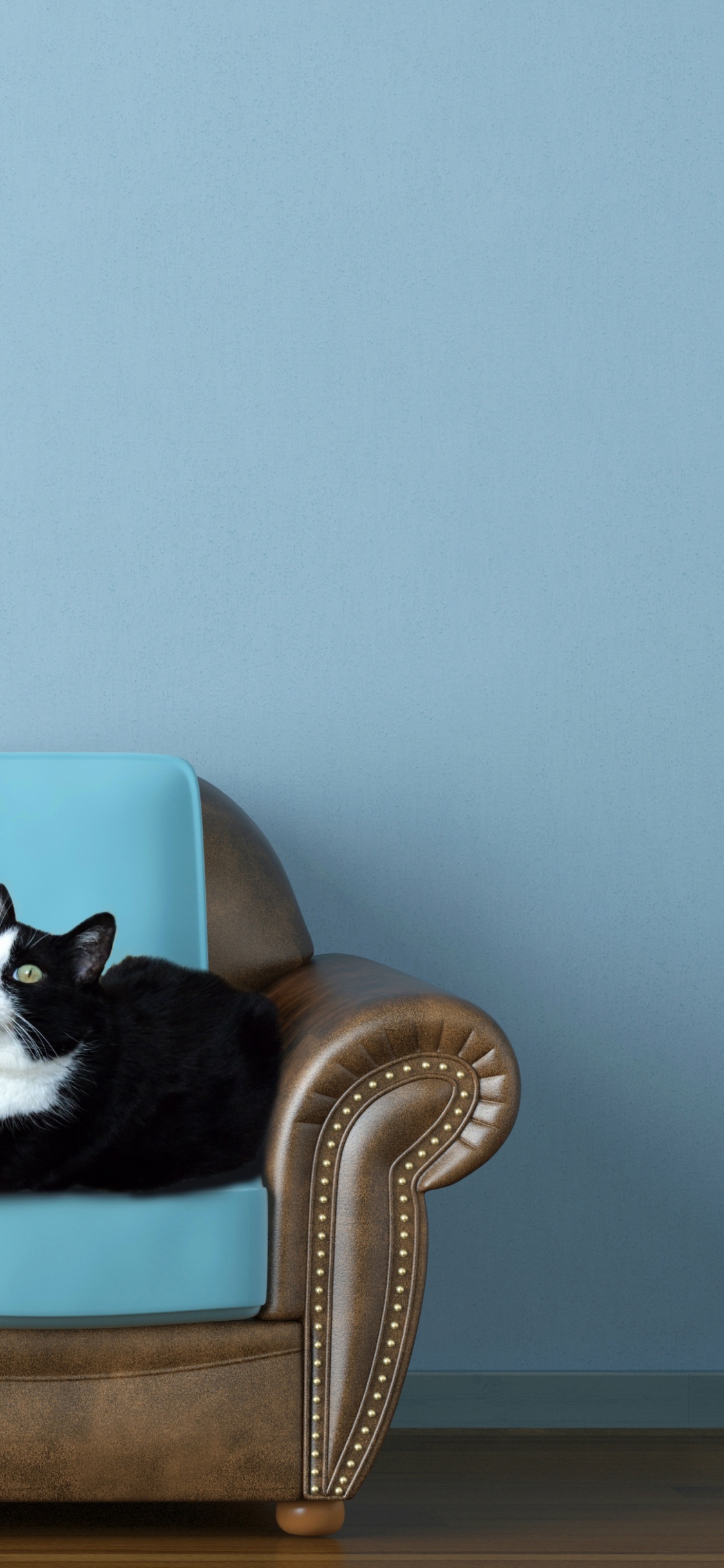 Black and White Cat on Brown Wooden Chair. Wallpaper in 1125x2436 Resolution