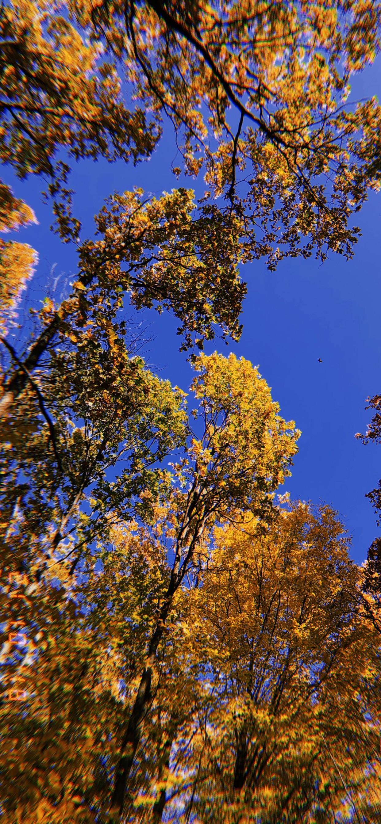 Branch, Natur, Gelb, Zweig, Laub. Wallpaper in 1242x2688 Resolution