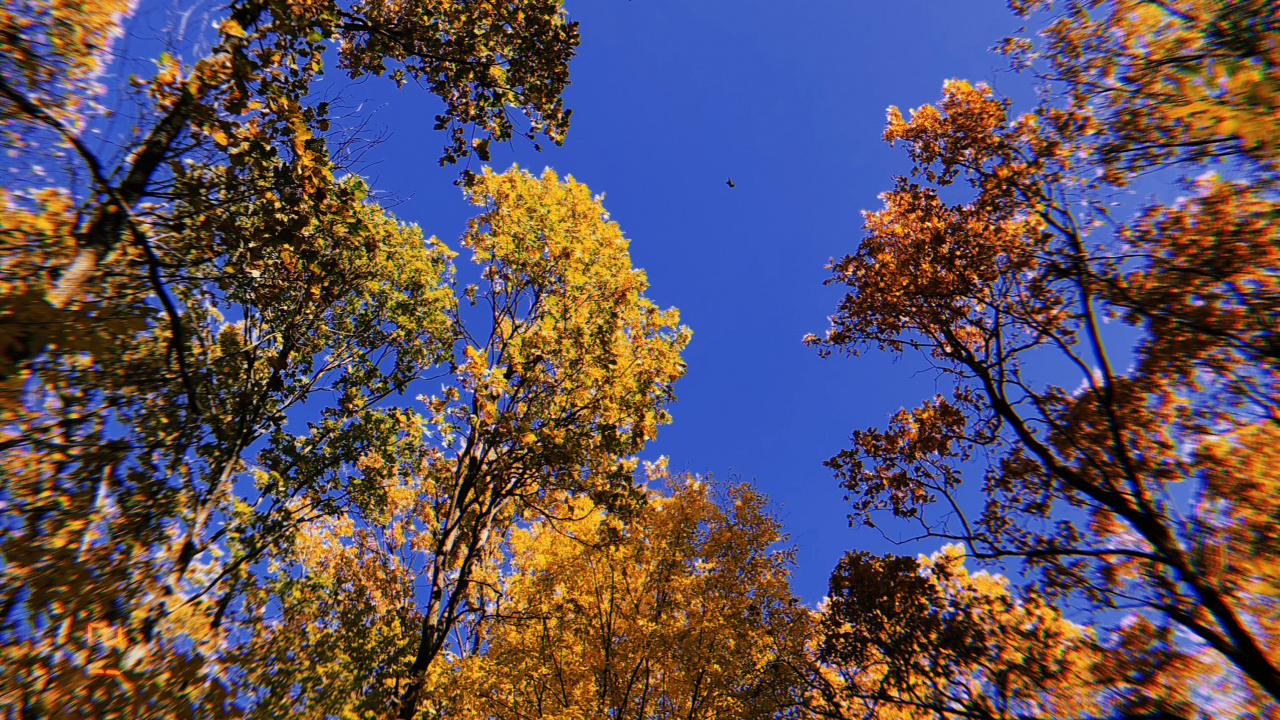Download 1280x720 Wallpaper Nature, Jaune, Rameau, Feuilles Caduques, Feuille Nature, Jaune, Rameau, Feuilles Caduques, Feuille. Wallpaper in 1280x720 Resolution
