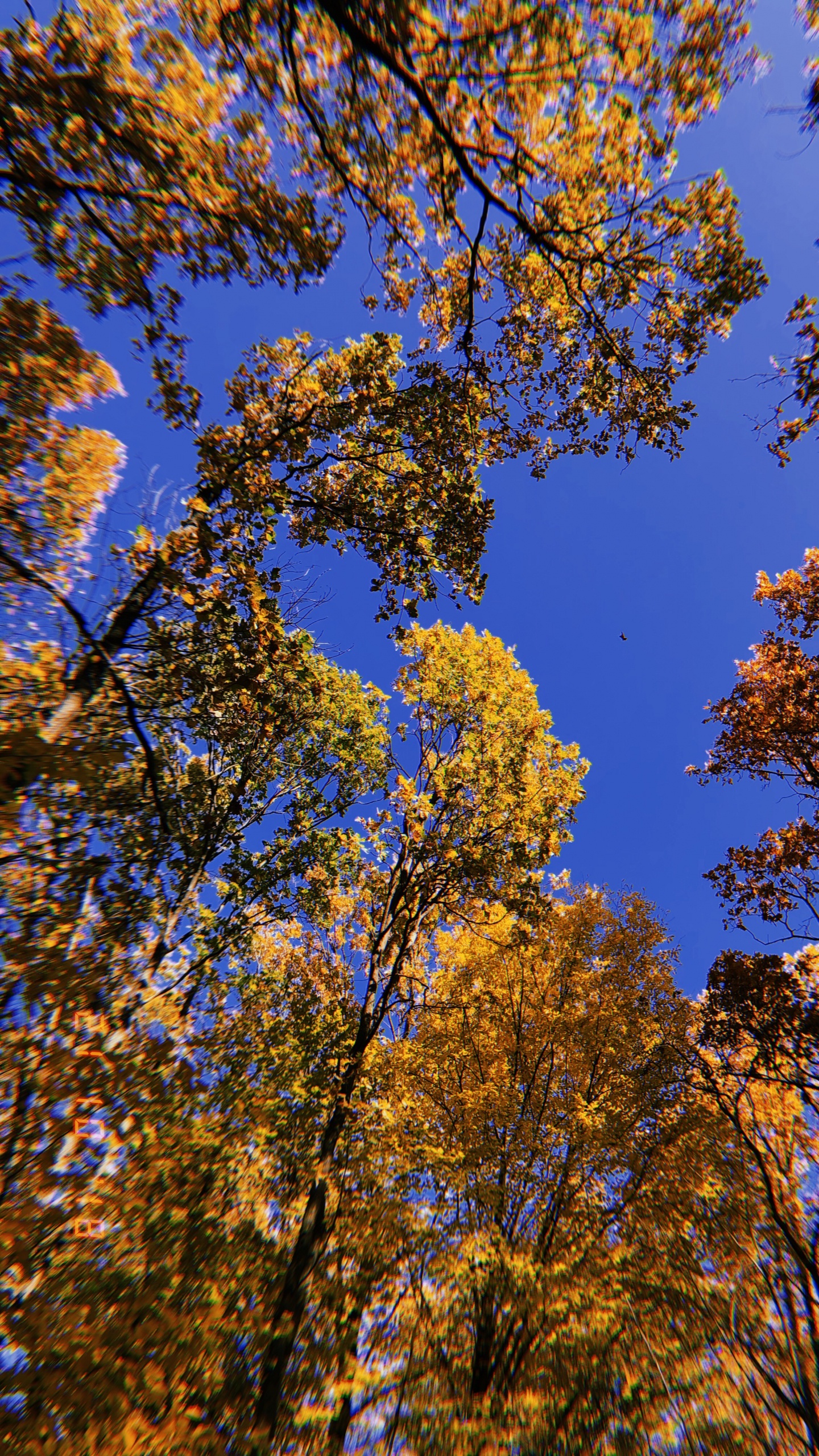 Sucursal, Naturaleza, Amarillo, Ramita, de Hoja Caduca. Wallpaper in 1440x2560 Resolution