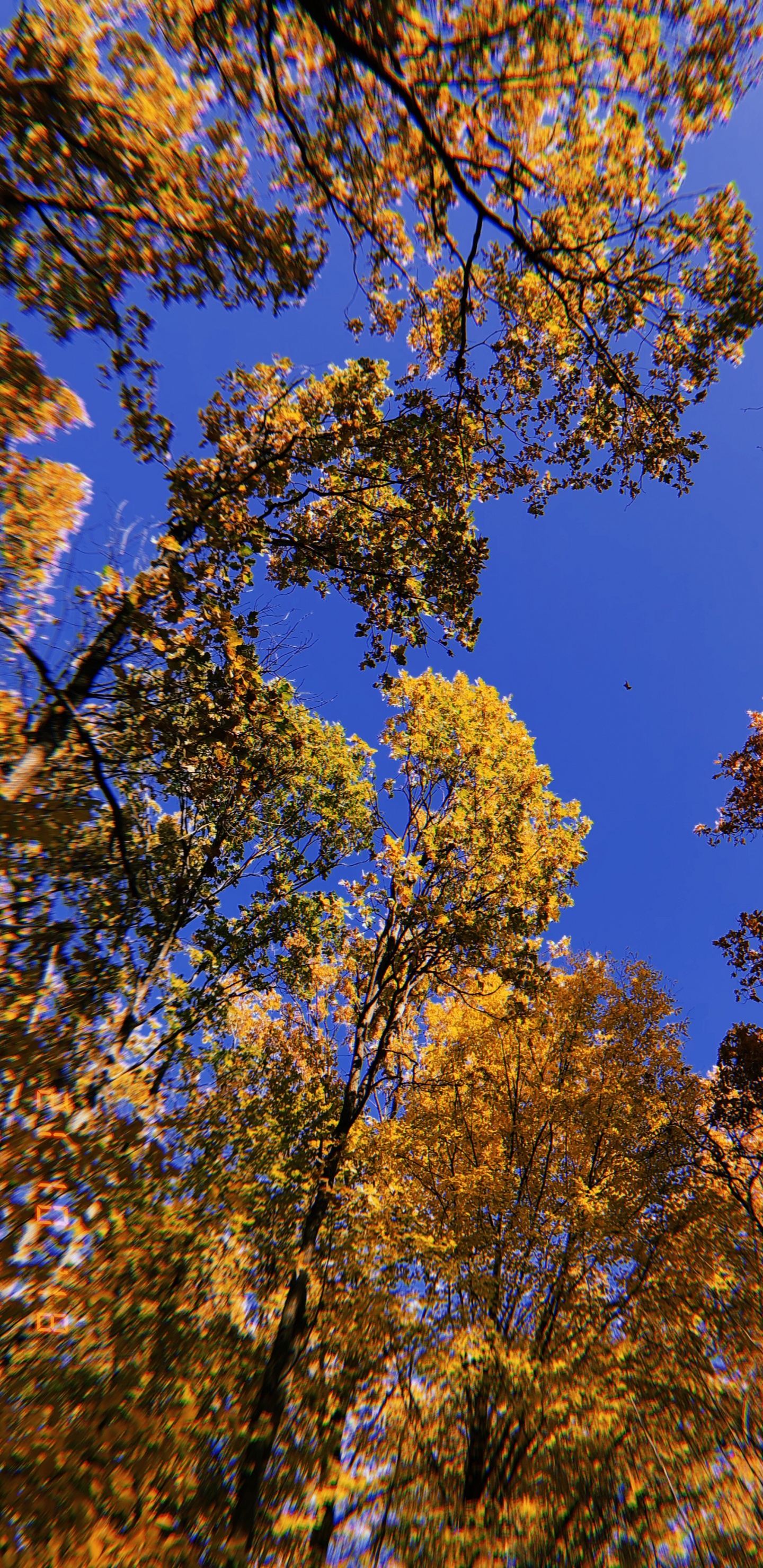 Sucursal, Naturaleza, Amarillo, Ramita, de Hoja Caduca. Wallpaper in 1440x2960 Resolution