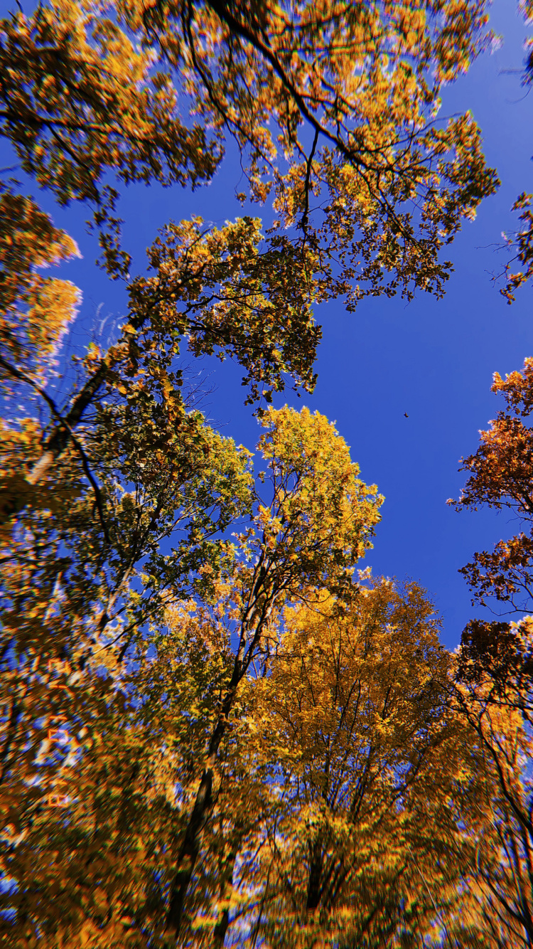 Sucursal, Naturaleza, Amarillo, Ramita, de Hoja Caduca. Wallpaper in 750x1334 Resolution