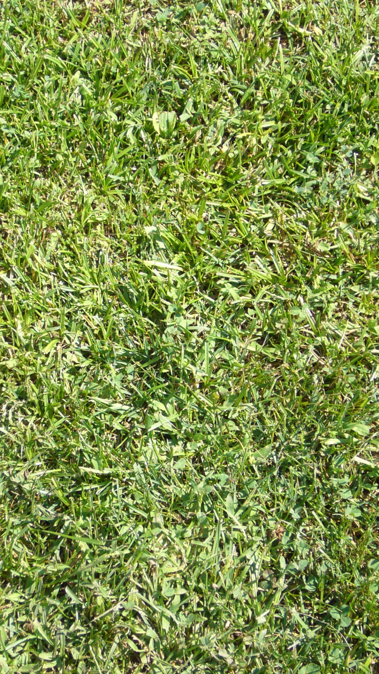 Campo de Hierba Verde Durante el Día. Wallpaper in 750x1334 Resolution