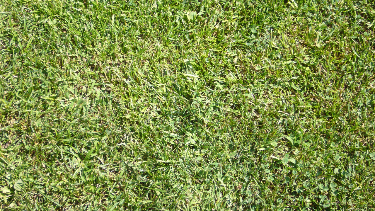 Champ D'herbe Verte Pendant la Journée. Wallpaper in 1280x720 Resolution